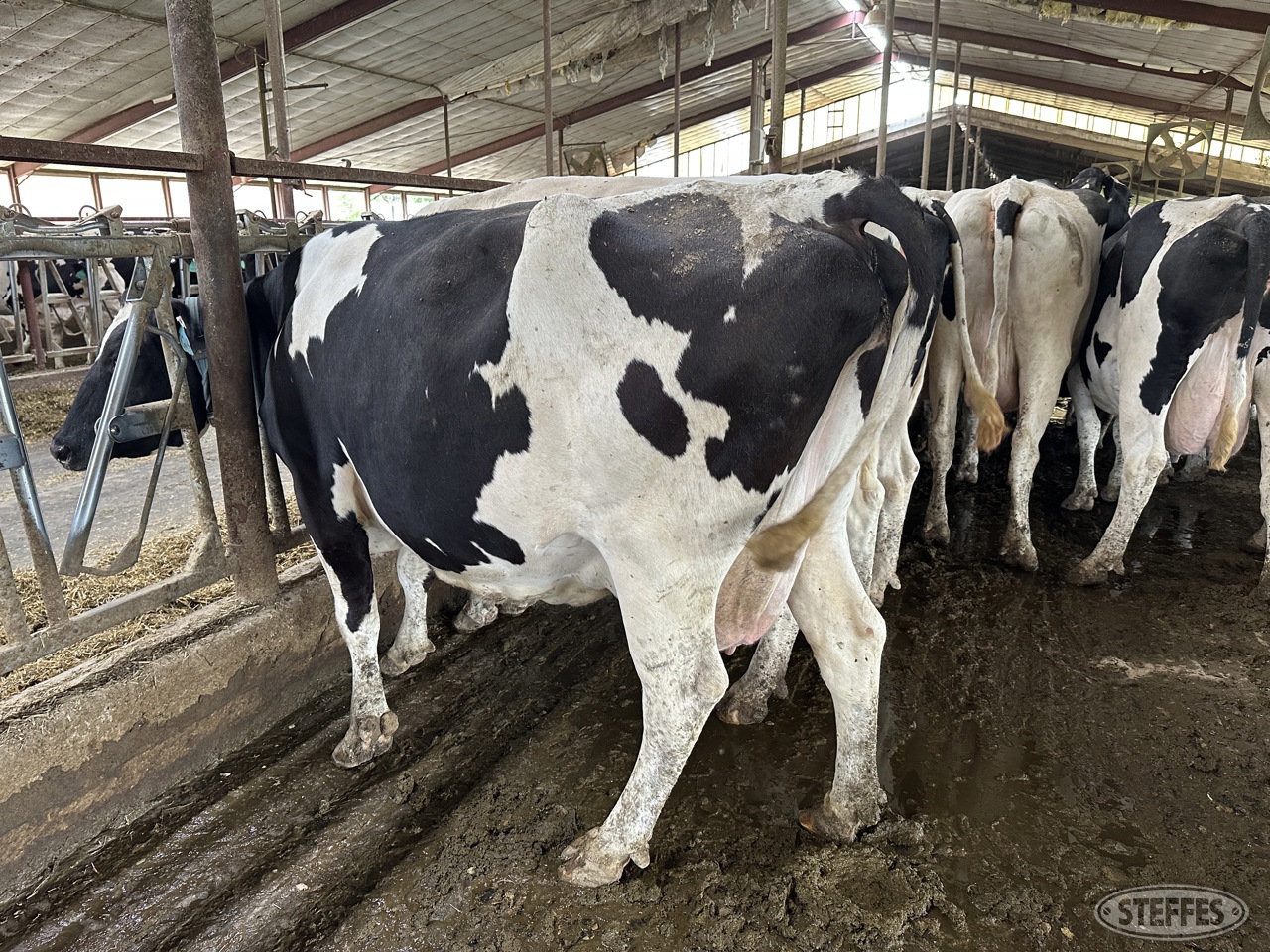 Holstein Cow  824